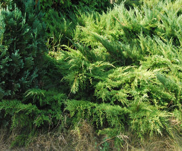 Juniperus x media 'Pfitzeriana Aurea'