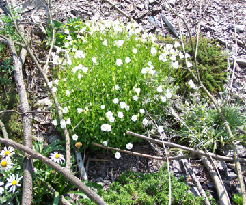 Campanula carpatica f. alba