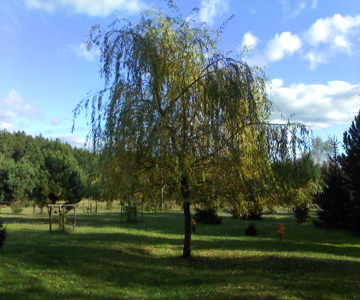 Salix alba var. tristis